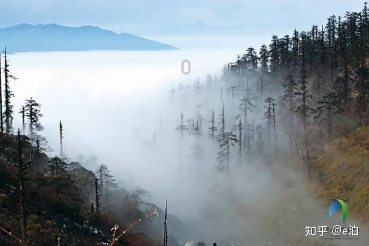 救援可爱的洋葱